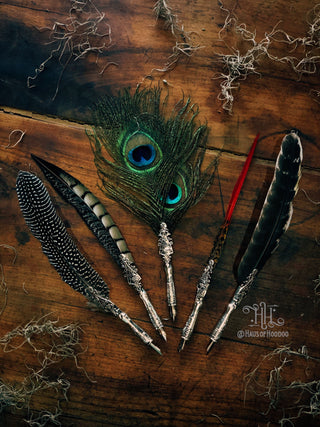 Feather Calligraphy Quill (Peacock)